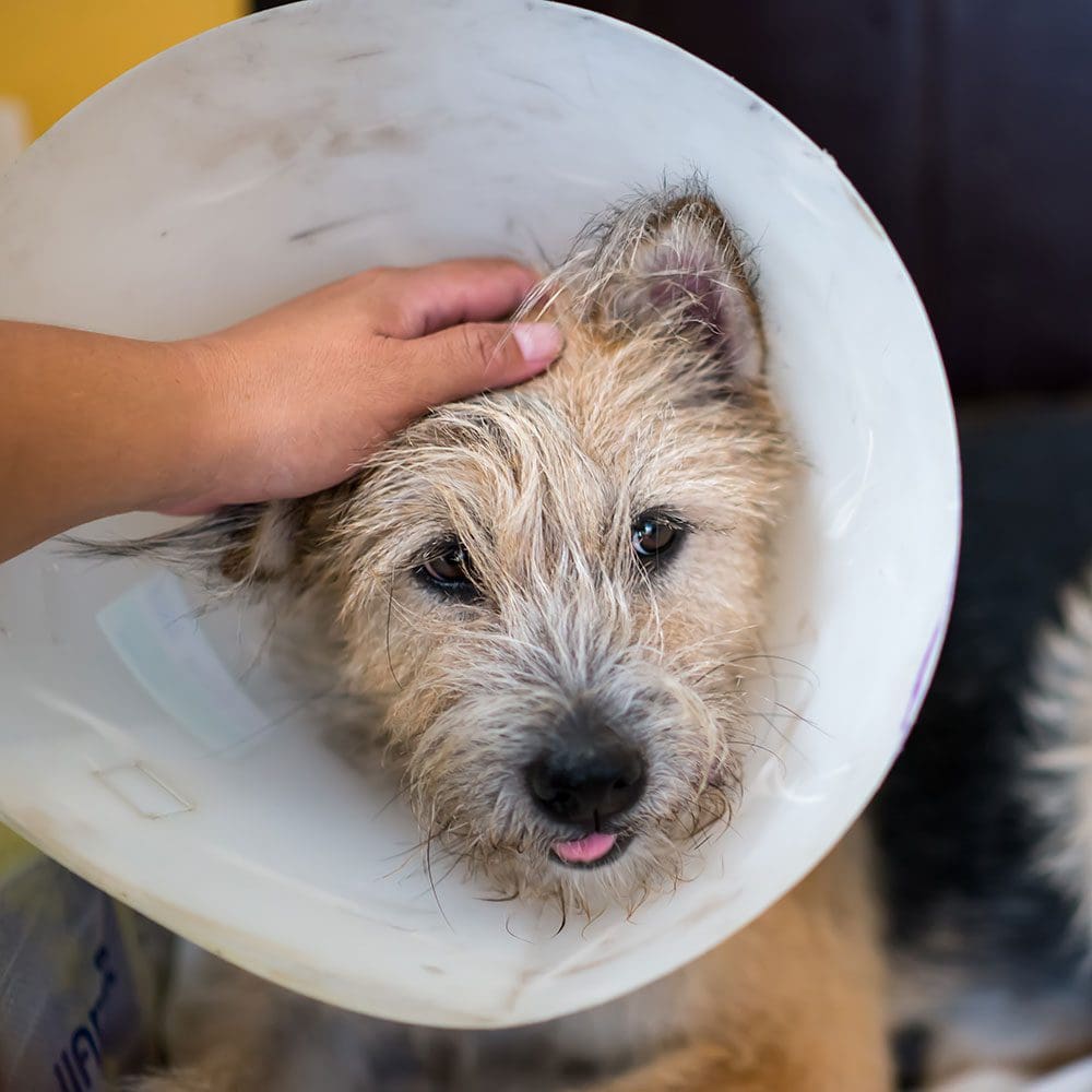 Dog Wearing A Cone After Surgery