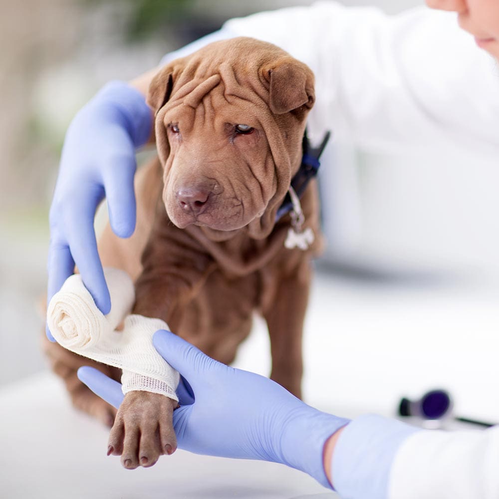 Female Veterinarian Wrapping Shar Pei Dogs Leg With Bandage