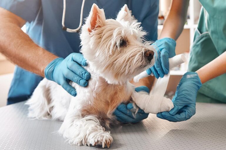 male veterinarian holding small dog while female assistant wraps dog's leg with bandage