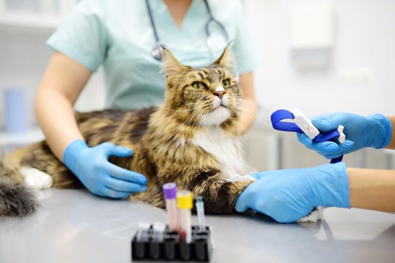 veterinarian preparing cat for blood draw