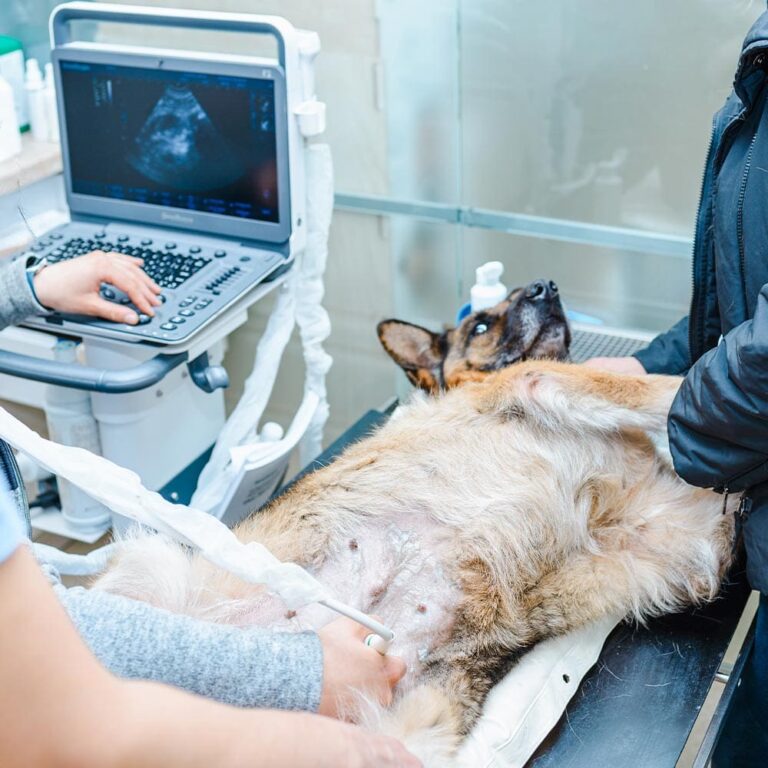 Veterinrian Performing Ultrasound On Dogs Abdomen