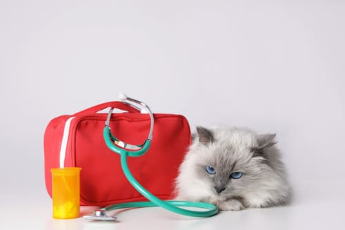 gray cat laying next to first aid kit and stethoscope