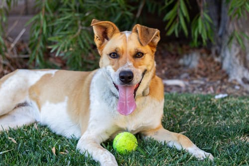 dog lays in the grass with a tennis ball while panting