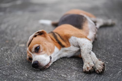 beagle dog laying on its side on the pavement