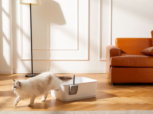 cat stepping out of litter box in the living room