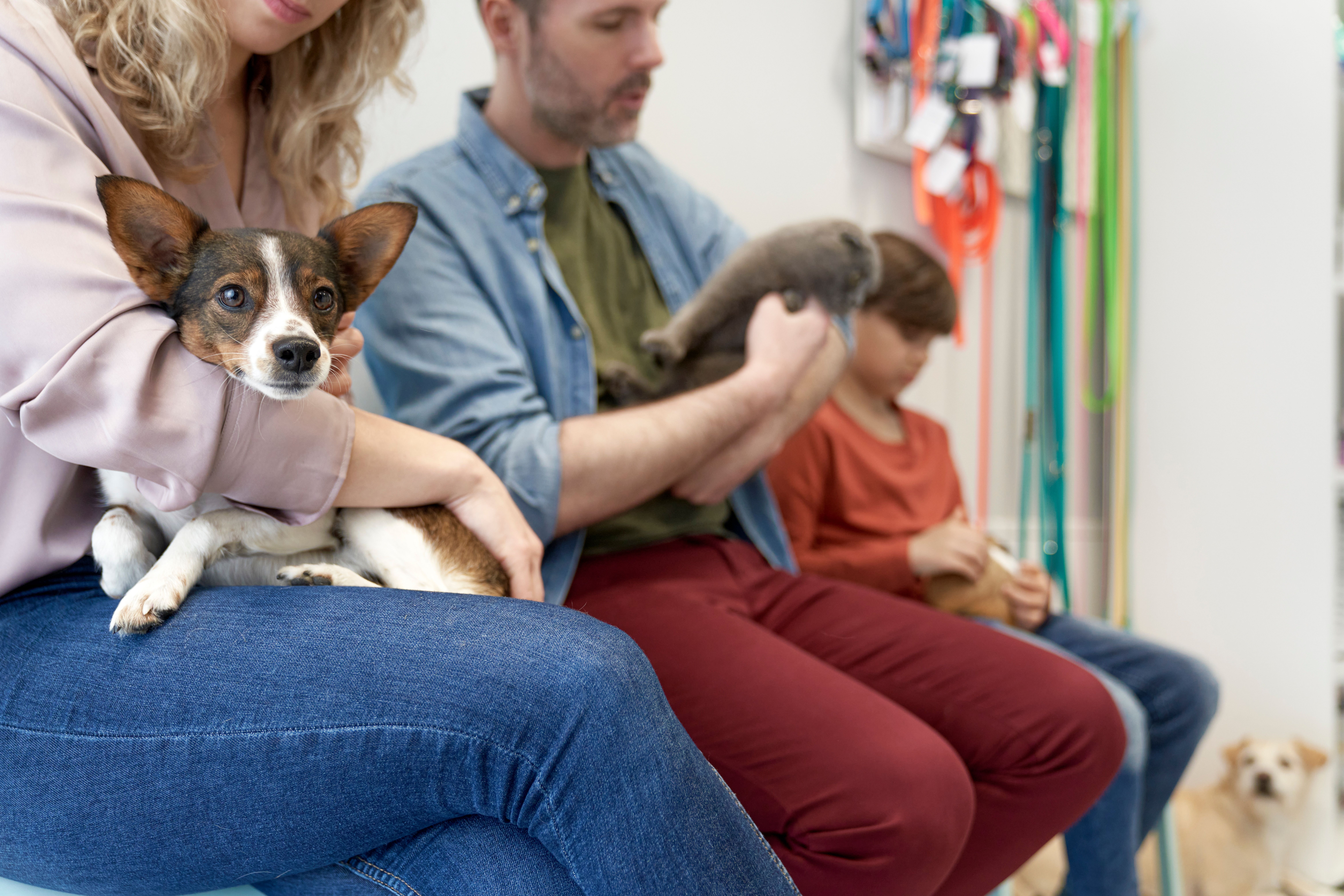 Pets in Waiting Room