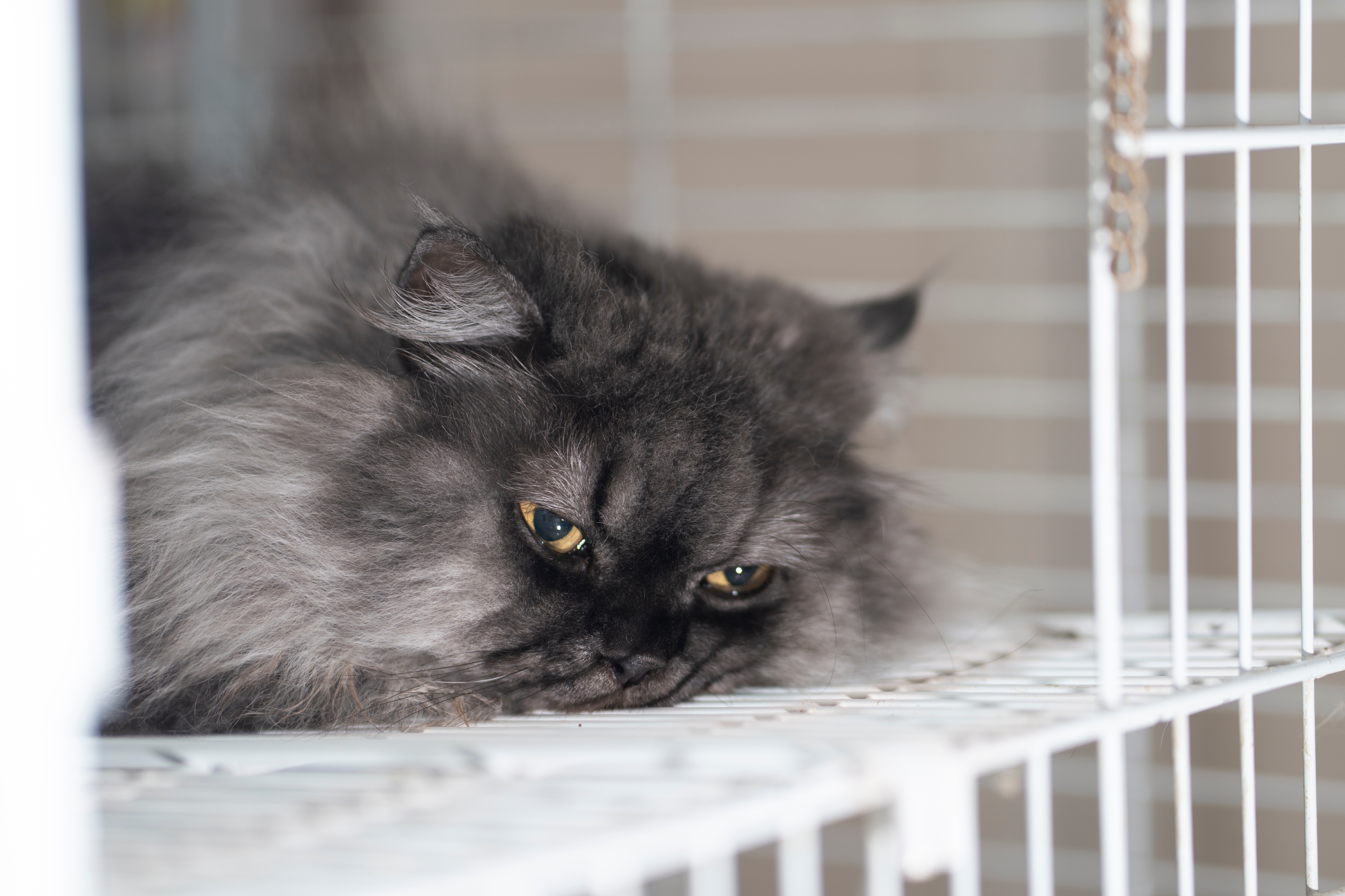 Sad Cat in a Cage