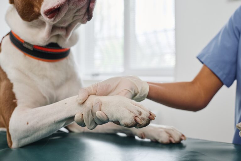 Dog being examined at the vet