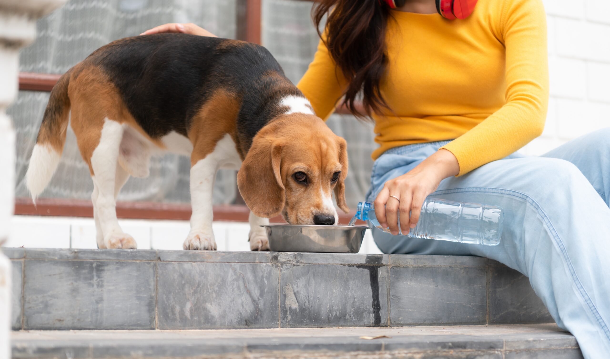 Beagle drinking from a bowl next to lady on stairs