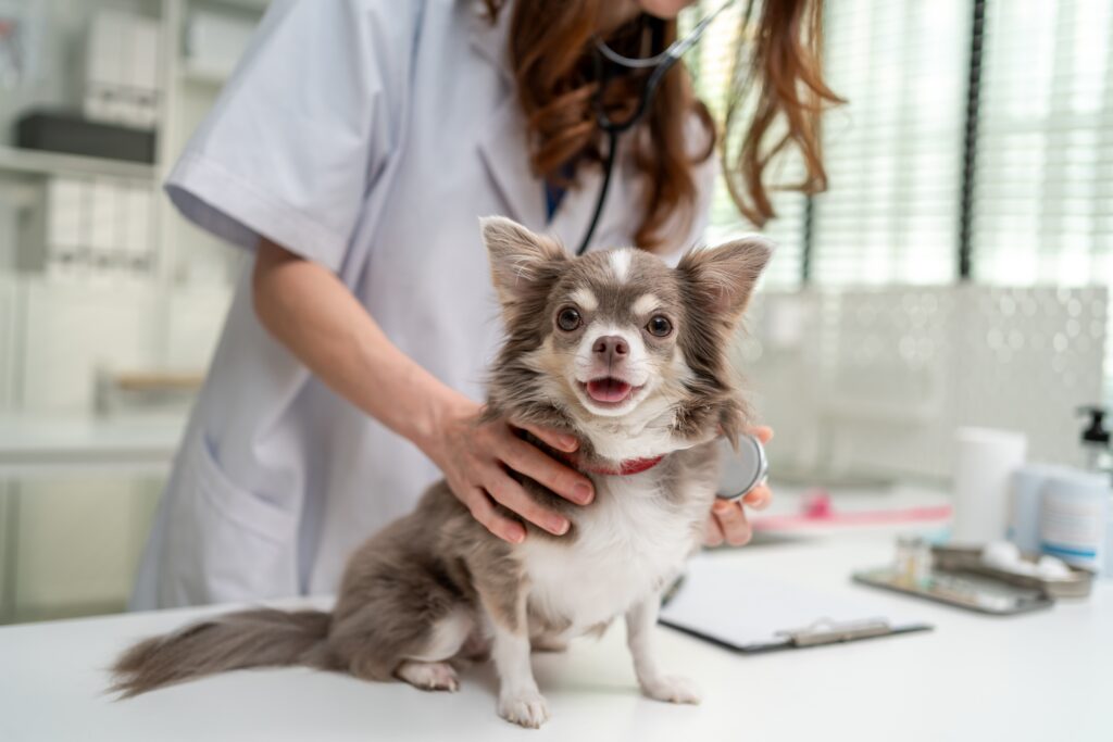 Chihuaha mix sitting on vet table being examined