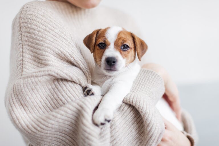 Puppy in arms of person wearing a sweater