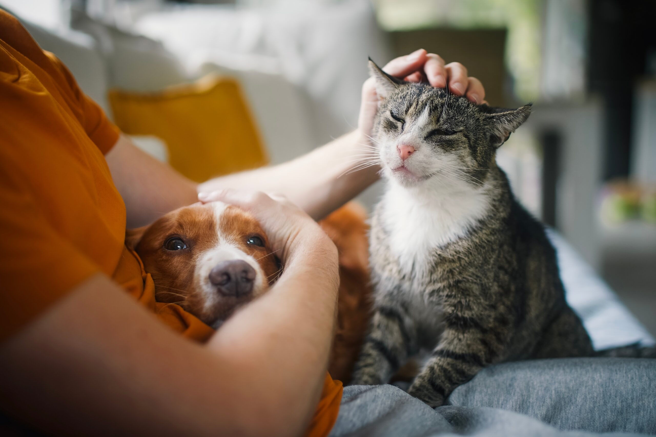 Dog and cat with person on sofa